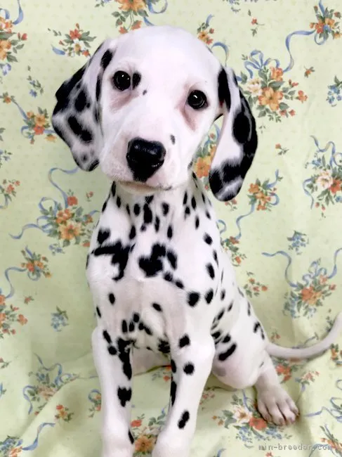 ID:1902-02752の子犬