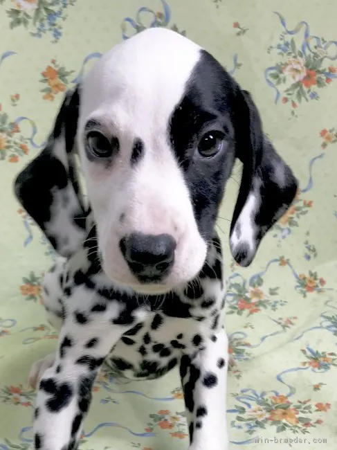 ID：1902-03103の子犬