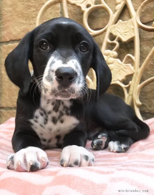 ID:1904-00565の子犬