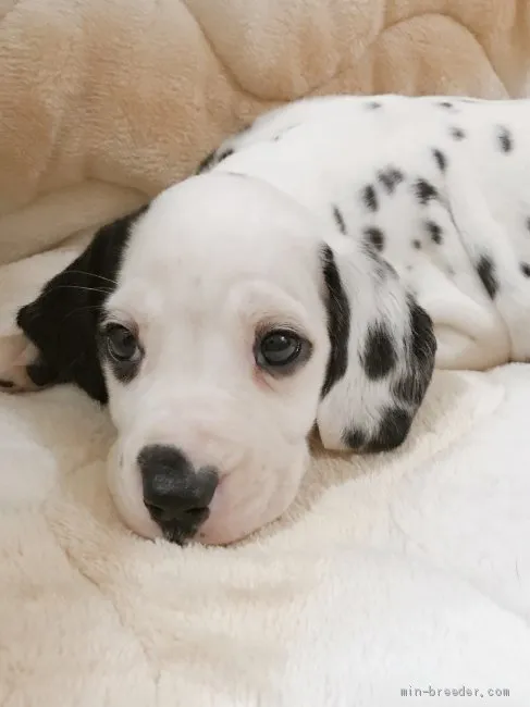ID:2003-00922の子犬