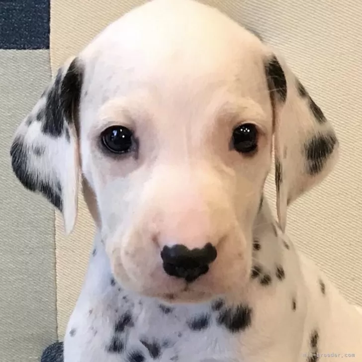 たろお 様のお迎えした子犬