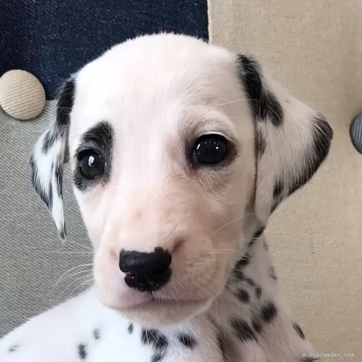ID：2410-00779の子犬