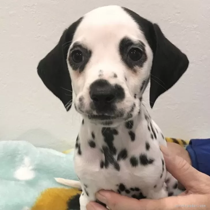 E 様のお迎えした子犬