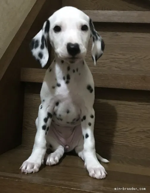 ID:1710-01350の子犬