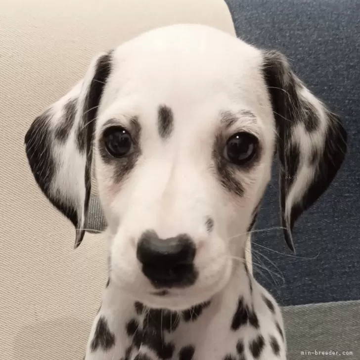 ID:2409-06718の子犬