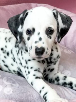 ダルメシアン【神奈川県・男の子・2018年5月8日・黒 白】の写真「101犬舎のダルメシアンの子犬男の子」