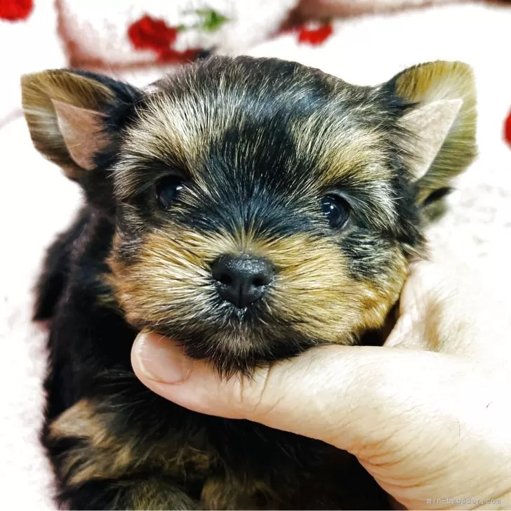 ID：2506-04520の子犬