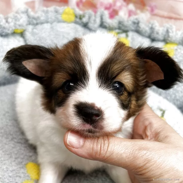 ID:2507-04011の子犬