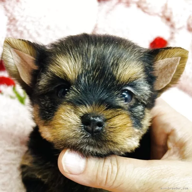 ID：2506-04526の子犬