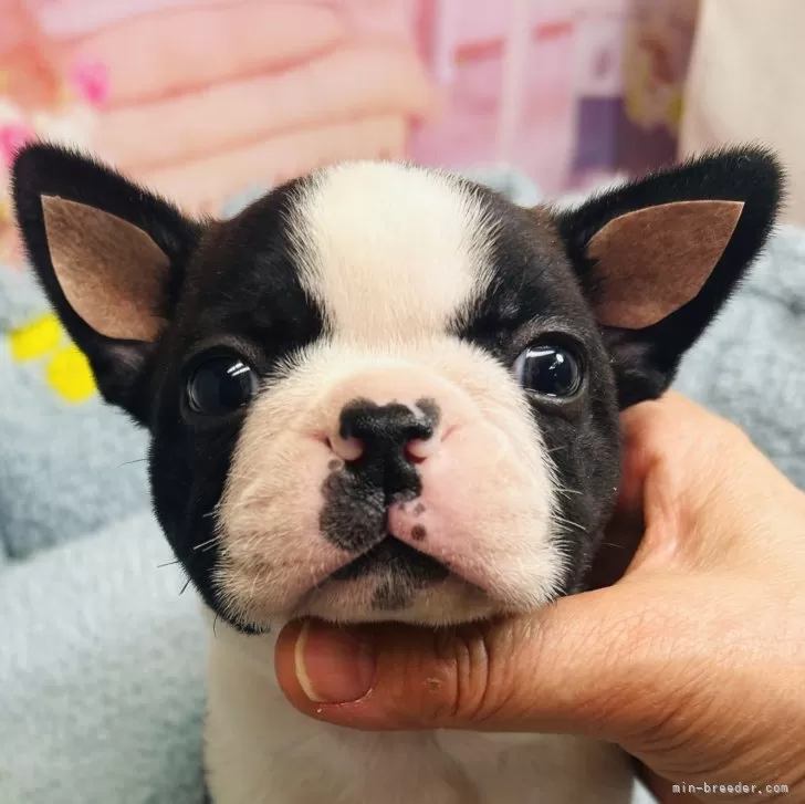 ID：2412-07134の子犬