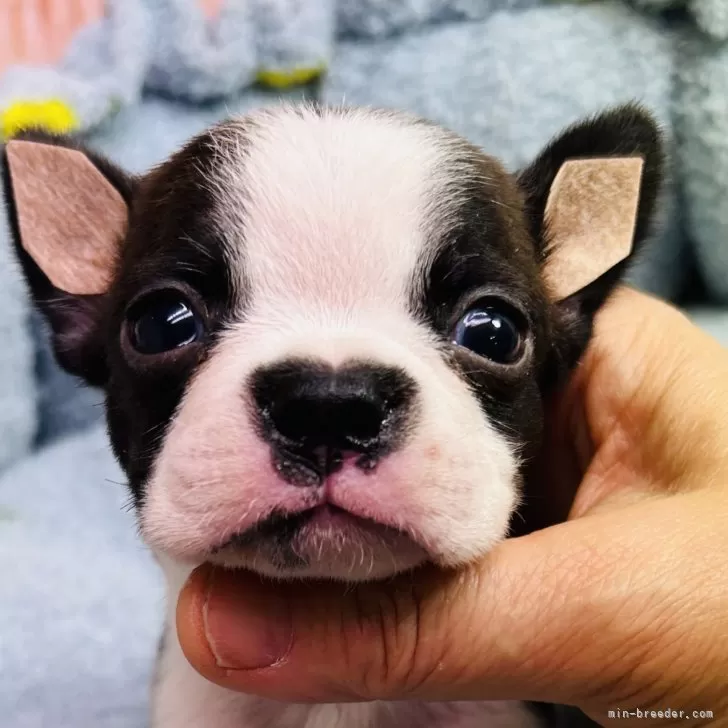 ID：2501-07912の子犬