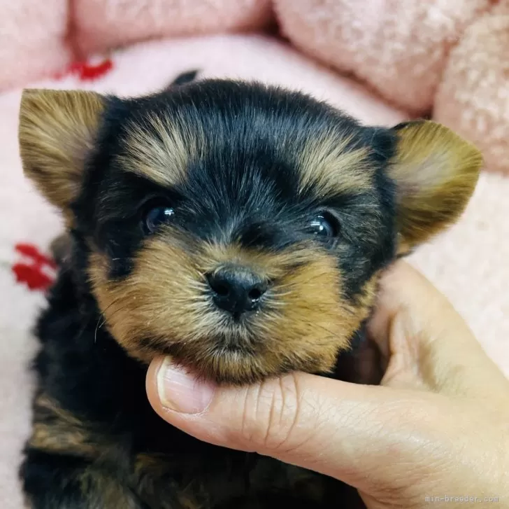 ID:2412-03111の子犬