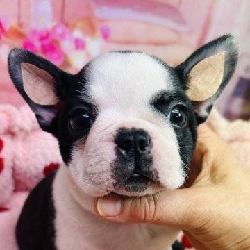 ボストンテリア【東京都・女の子・2024年11月14日・ボストンカラー】の写真「お顔がまん丸の　おっとりした優しい女の子」