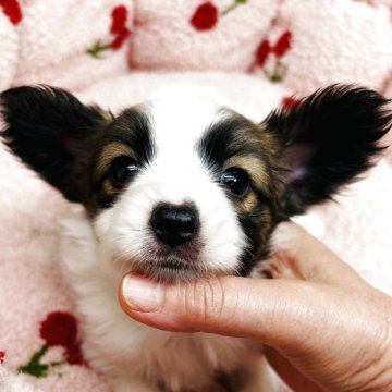 パピヨン【東京都・女の子・2025年9月21日・ホワイト&ブラウン】の写真「お利口で　穏やかなパピヨンちゃん、ショータイプ」