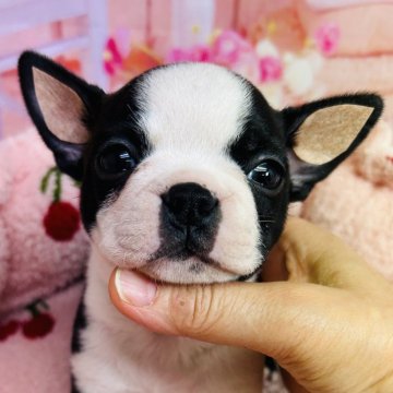 ボストンテリア【東京都・女の子・2024年11月14日・ボストンカラー】の写真「お顔がまん丸の　おっとりした女の子」