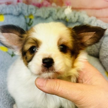 パピヨン【東京都・男の子・2025年1月11日・ホワイト&ブラウン】の写真「優しいお顔の　優しい　男の子」