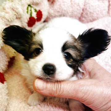 パピヨン【東京都・女の子・2025年9月21日・ホワイト&ブラウン】の写真「お利口で　穏やかなパピヨンちゃん、ショータイプ」