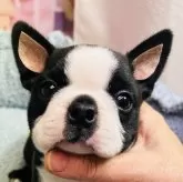 ボストンテリア【東京都・男の子・2024年11月30日・ボストンカラー】の写真1