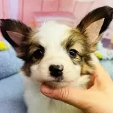 パピヨン【東京都・男の子・2025年1月19日・ホワイト&ブラウン】の写真1「長男くん」