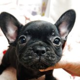 フレンチブルドッグ