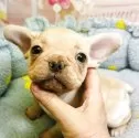 フレンチブルドッグ【東京都・男の子・2025年10月1日・クリーム】の写真2