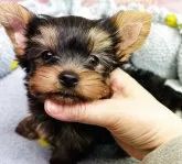 ヨークシャーテリア【東京都・男の子・2025年2月1日・スティールブルー&タン】の写真2