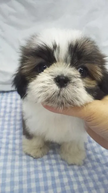 たろう 様のお迎えした子犬