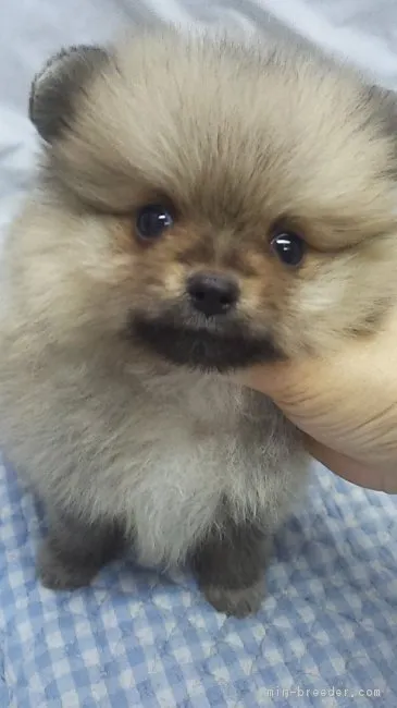 ID：1704-00422の子犬