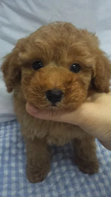 marukichi 様のお迎えした子犬