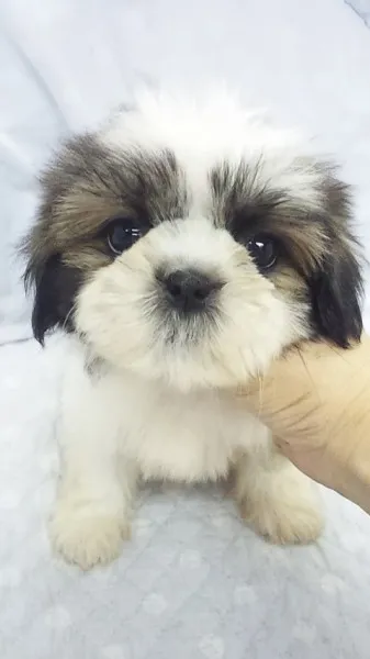 ず~の~ 様のお迎えした子犬