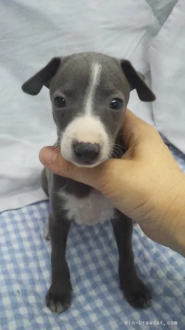 あっこ 様のお迎えした子犬