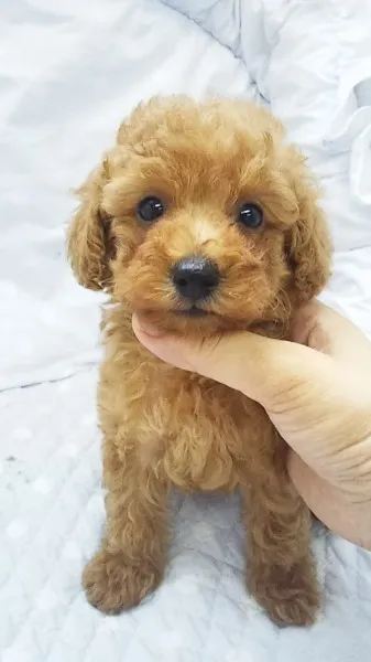ID：1307-01005の子犬