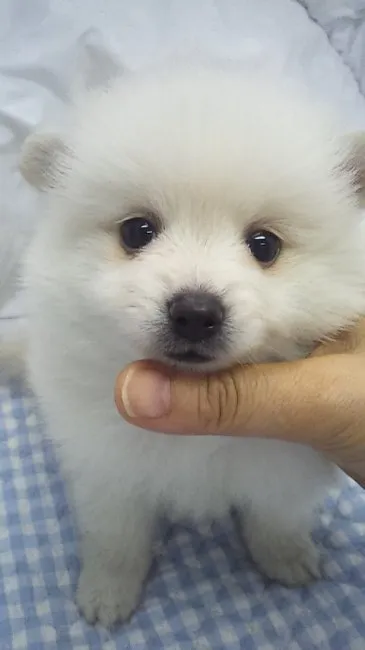 ID：1608-01404の子犬