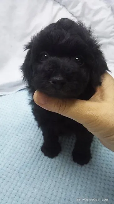 ID：1910-01863の子犬