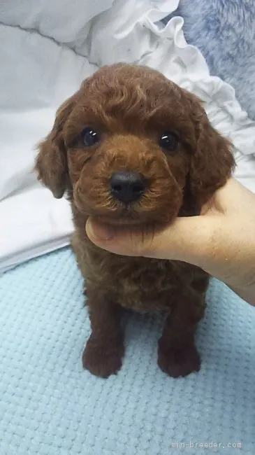 T.T 様のお迎えした子犬