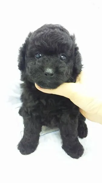 むぅ 様のお迎えした子犬