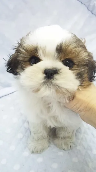 ID:1302-00323の子犬