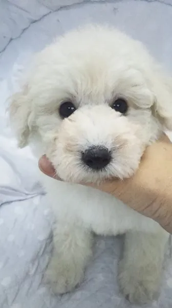 とらちゃん 様のお迎えした子犬