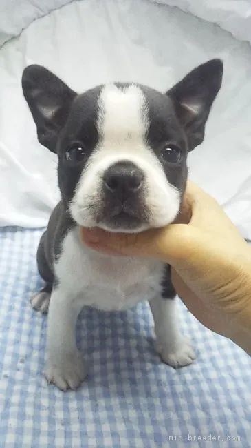 ジロ 様のお迎えした子犬