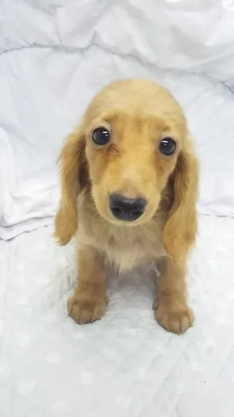 ID：1409-01377の子犬