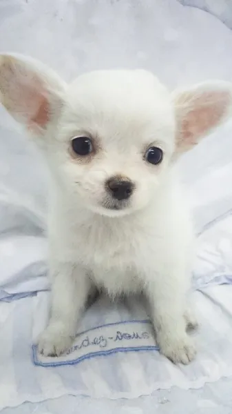 原田 様のお迎えした子犬