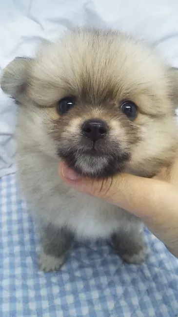 ID:1608-01554の子犬