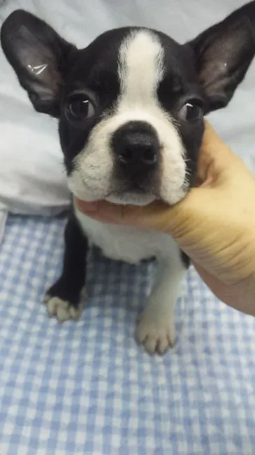 Roiママ 様のお迎えした子犬