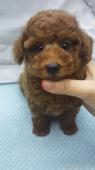 k 様のお迎えした子犬