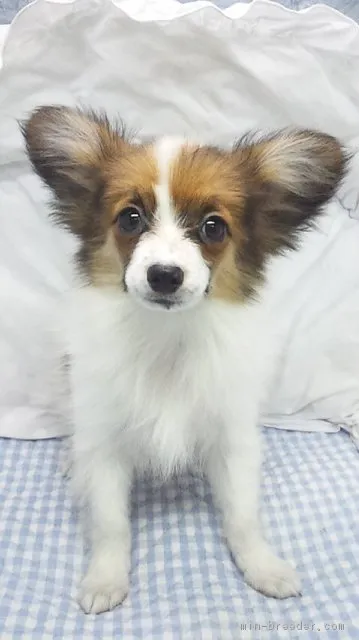 JOJO 様のお迎えした子犬