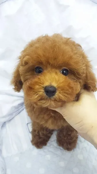 かやの 様のお迎えした子犬