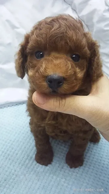 ID：1911-00742の子犬