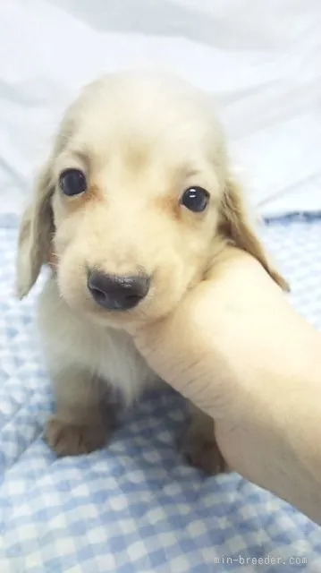 きなこ 様のお迎えした子犬