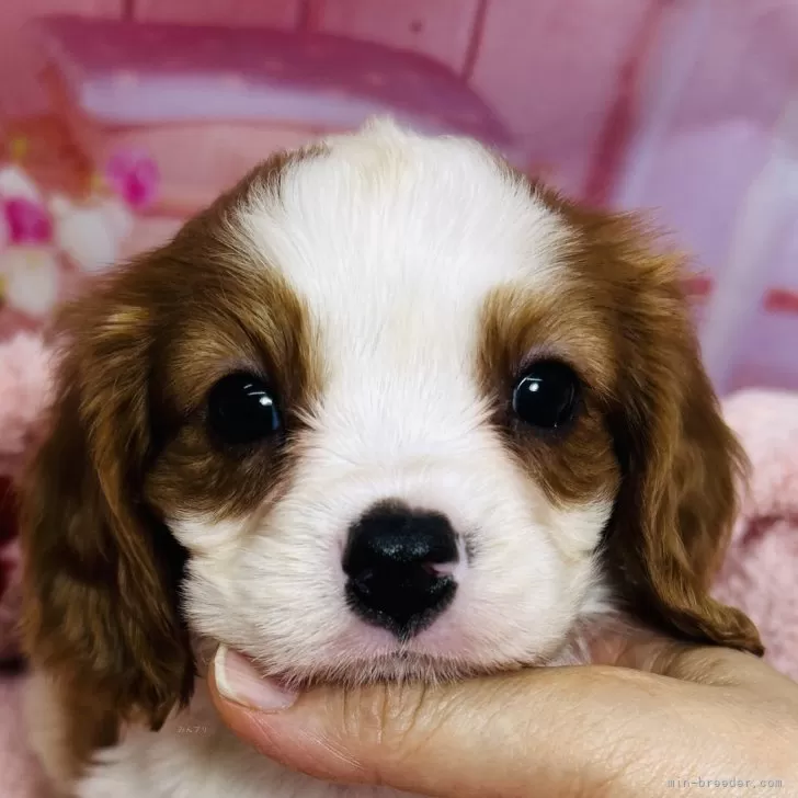 ID：2406-07172の子犬