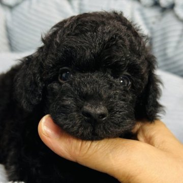 トイプードル(トイ)【東京都・男の子・2023年6月18日・ブラック】の写真「真っ黒な男の子。」